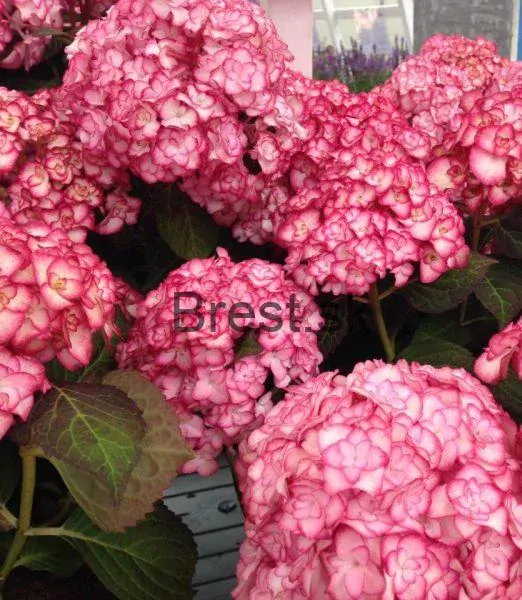 Hydrangea macrophylla 'You & Me Miss Saori'®